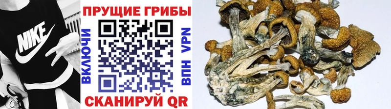 Галлюциногенные грибы Psilocybine cubensis мориарти наркотические препараты Анапа купить закладку